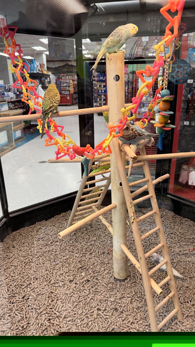 Parakeets on play perch